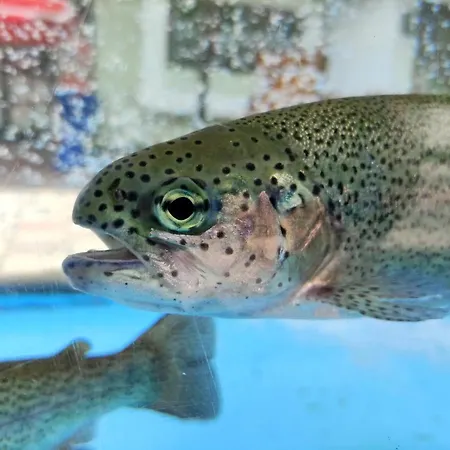 Hotel Wasserfall - Including Summercard