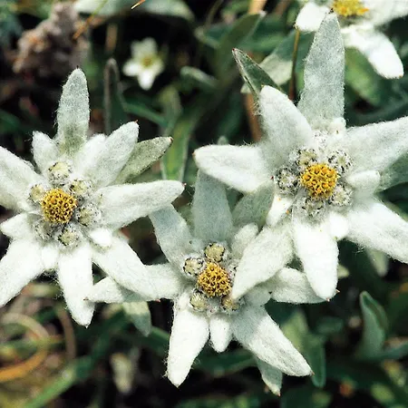 Hotel Wasserfall - Including Summercard Fusch an der Grossglocknerstrasse